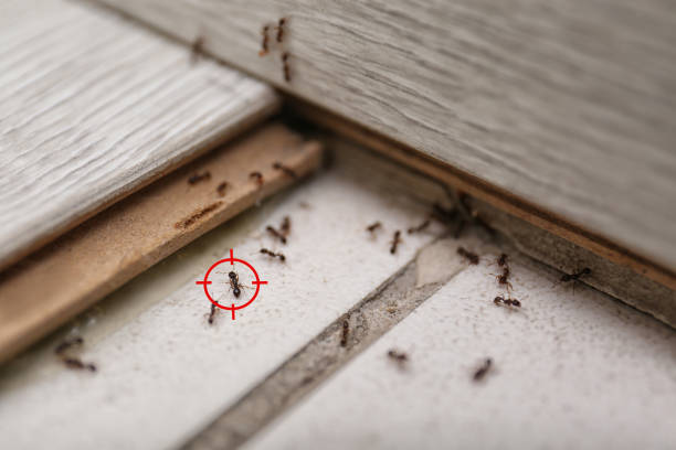 Best Commercial Pest Control Services  in Washington Park, IL