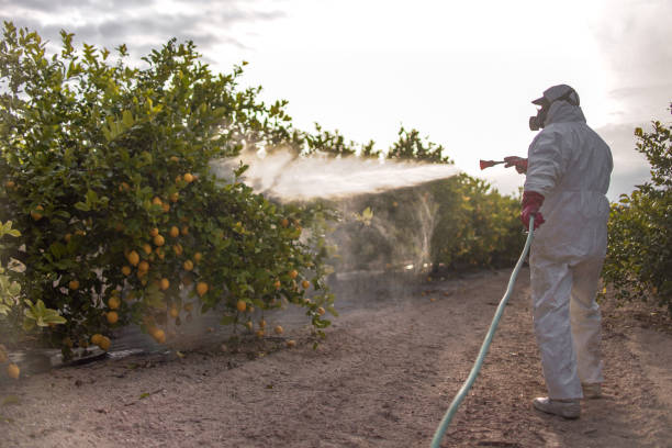 Best Termite Control Services  in Washington Park, IL