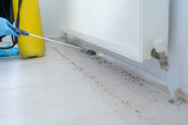 Best Local Pest Control Services  in Washington Park, IL